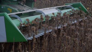 SUNMASTER Sunflower Harvesting Header | снимка 8