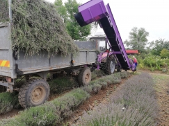 Lavender Harvester | снимка 6